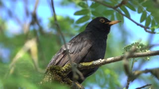 The beauty of birds