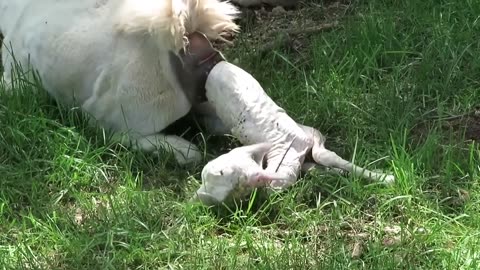 Alpaca giving birth