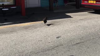 Protester at KFC !!