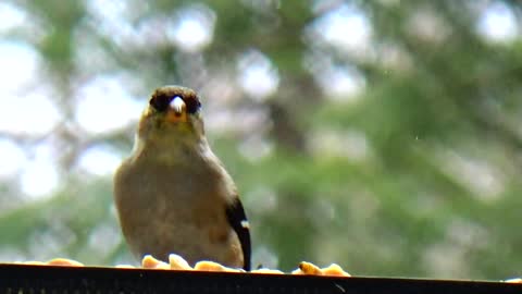 Goldfinch