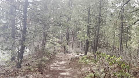 Hiking a Classic Beautiful Section of Forest Along Deschutes River Trail – Central Oregon – 4K