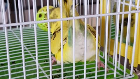 Budgie doing forward rolls