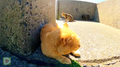 Kitten on cute breakwater