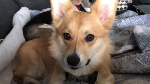 Brown corgi on bed stops biting toy