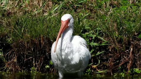 Dirty Bird Batheing * American White Ibis * #NatureInYourFace