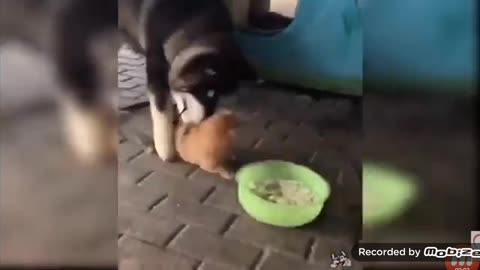 Will the puppies father let him eat ?