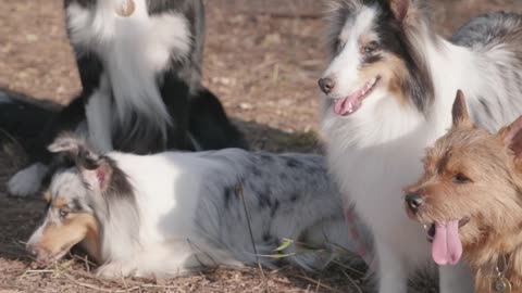 Professional Dog Training: Watch These Canines Perform Amazing Tricks