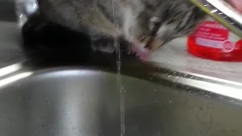 Another Cat bites the Drop