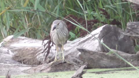 159 Toussaint Wildlife - Oak Harbor Ohio - See The American Bittern