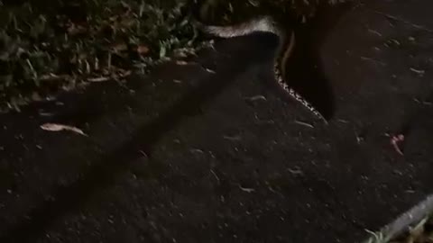 Big snake on road