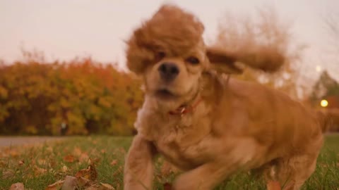 Beige cocker spaniel standing on evening lawn in autumn park on yellow foliage background