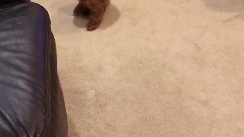 Mini Poodle Chasing Her Tail