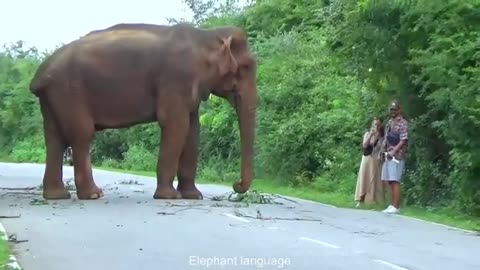 Wild Elephants Sri Lanka | Tis Woman Unbelievable Food Exchange With Wild Elephant