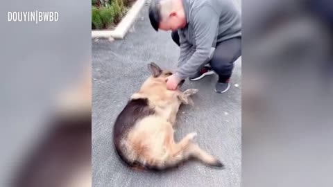 dog cries after reuniting with its handler