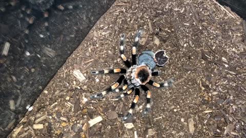 Mexican Red Knee Tarantula Molting Time-lapse