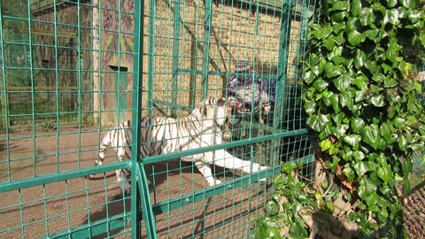 People Feeding a White BengalTiger in a Zoo