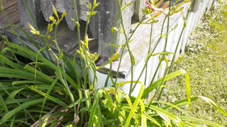 My garden and flowers