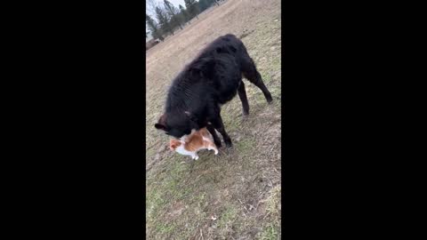 new Cow and cat friendship is an unbreakable bond