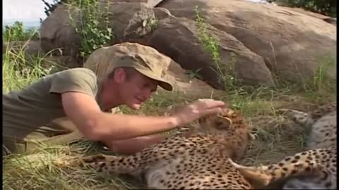 Cheetah Attacks Zebra | Cheetahs | BBC Earth