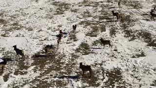 Bigfoot Drone Footage Hunting Wild Elk in Colorado