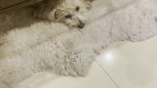 Dog Camouflages with Rug