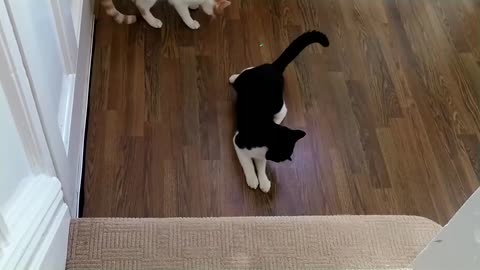 Cats vs Laser Pointer