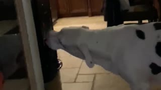 Doggo Drinks from Water Dispenser