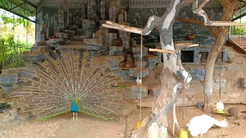 Beautiful male peacock dancing showing off its feathers in front of female peacocks