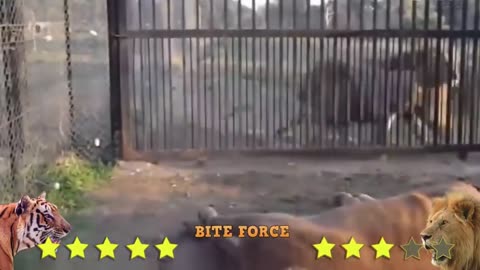 Tigar vs Lion fight