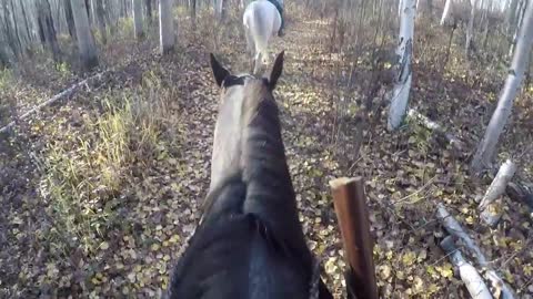 Horse Tack, The Perfect Saddle and Setup for Horseback Hunting and Camping