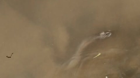 Snake Chases a Water Hen