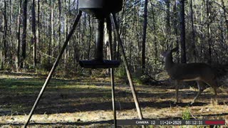 Dec 2 2020 Trail Camera