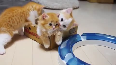 kittens