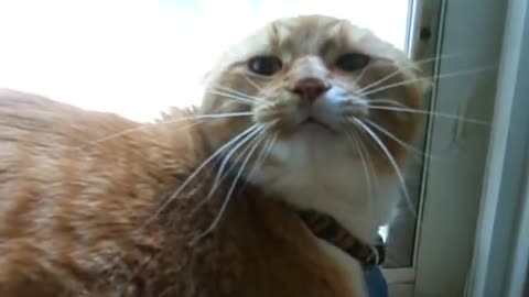 Orange Tabby Cat Mad when kitten moves in house