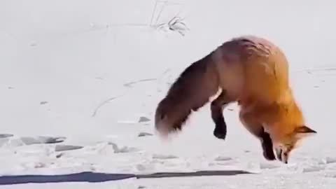 Fox hunting in the snow