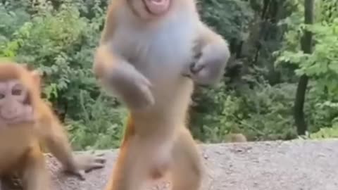 Monkey Dance 🐵🐒