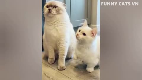 Funniest Cats And Dogs Video