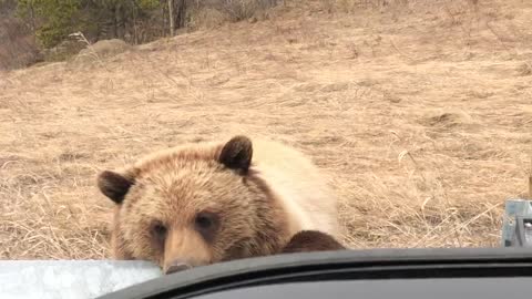 Bear Family Come in Close for a Photo