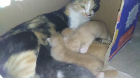 My kittens breastfeed their mother what a wonderful thing.