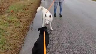 #32 female black lab mix #33 female white husky mix March2022