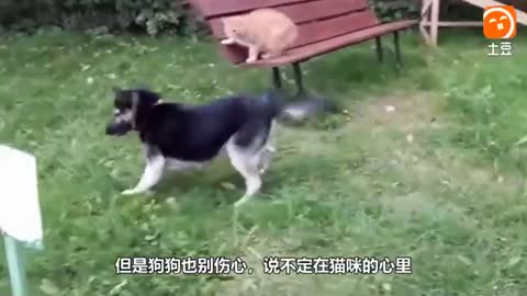 The dog was slapped by the cat, and then the dog pampered