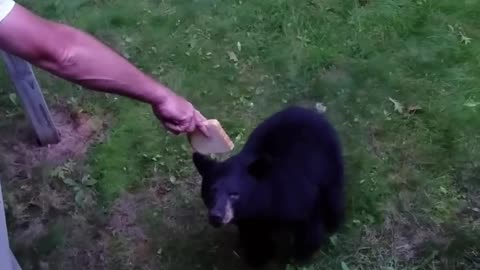 Hand Feeding a Bear Some Bread