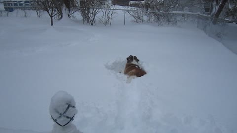 Rolling in the snow