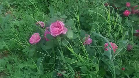 These Azhar roses are beautiful, see the rose garden