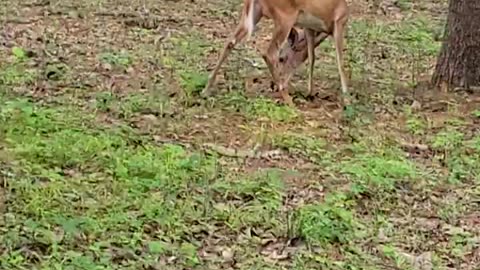 "Harmony of Nature and Community: Deer Living Alongside People in Upstate NY"