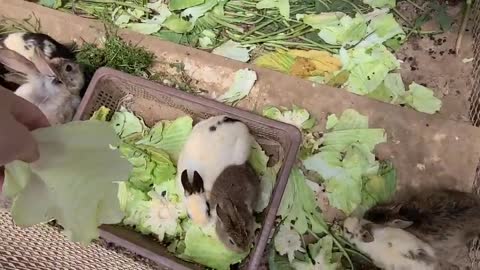 Cute bunnies eating grass.