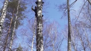 Picking mushrooms in the winter forest!