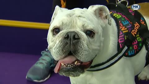 Bulldog Von Rudolph Augustus Perkins crush the 2019 WKC Masters Agility course