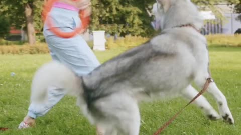 Beautiful Girl Playing With Her Dog At The Park.