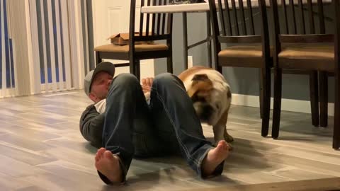 HILARIOUS Bulldog Shows His Dad Who Is Boss